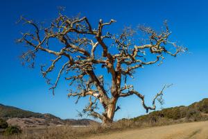 dead_tree_at_rush_creek_open_space_preserve__novato