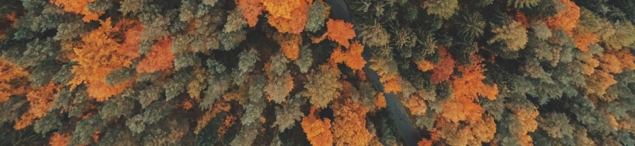 photo-1446080501695-8e929f879f2b