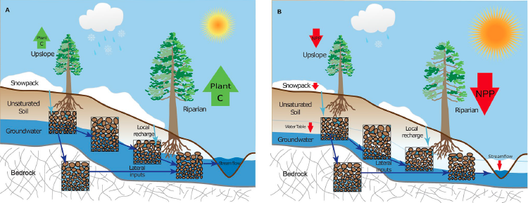New Publication – Tree response to Snow Drought – The Tague Team Lab